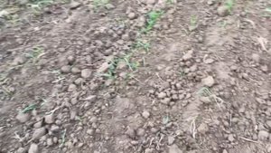 Озимый ячмень луран норма высева 160 кг