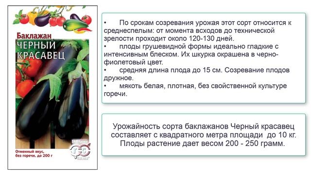 Баклажаны сорта Черный красавец смотреть онлайн