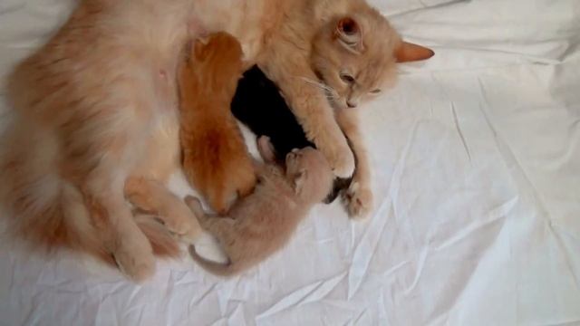 Видео о кошках! Кошка с котятами! Videos about cats! смотреть онлайн