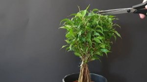 New Ficus Pre-Bonsai (Future Trunk Fusion)