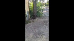 Монтаж автоматики распашных ворот ds250.