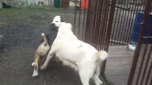 Бугай Алабай. О чём переживает старый кобель.