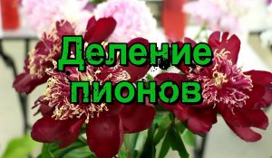 Деление пионов