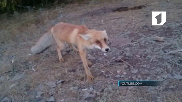 В республике контролируется популяция диких животных смотреть онлайн