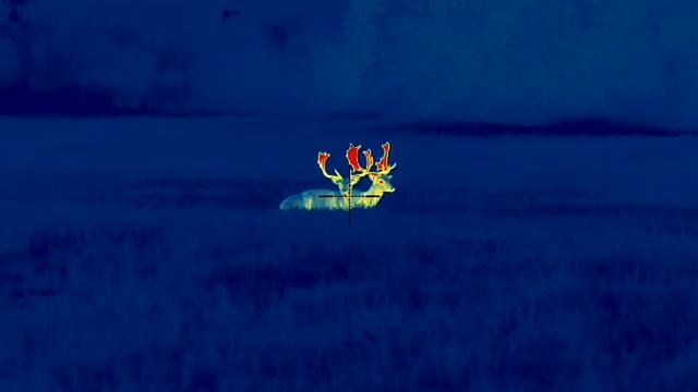 Pulsar Thermion 2 LRF XP50 PRO смотреть онлайн