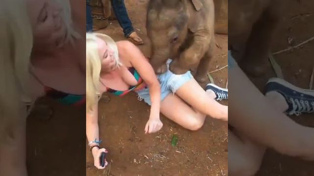 Не виноватая Я, он сам пришел! Девушка и слоненок.#Девушкаислоненок#Любвеобильныйслоненок смотреть онлайн