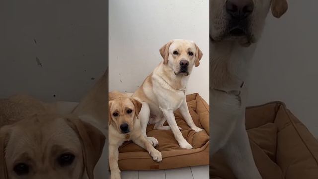 Пранк над собаками Прикол пранк лабрадор собака пранкссобакой