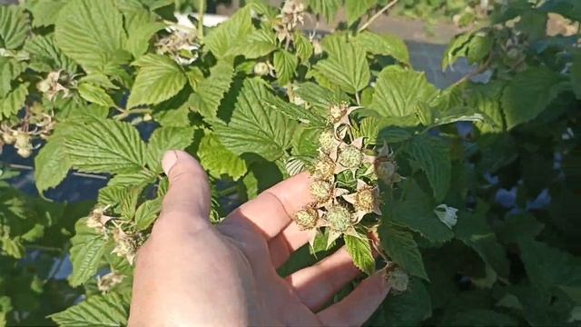Аномально раннее созревание клубники цветение ежевики. в чем причина? как вы думаете?