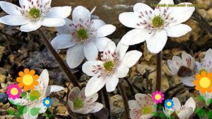 Печеночница японская Вайт Форест Гибридс. Краткий обзор hepatica japonica White Forest Hybrids