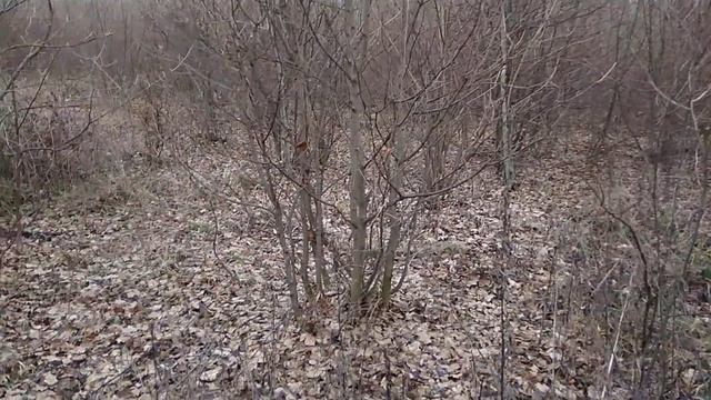 Само восстановление дубового леса после вырубки. Двух и пяти летние вырубки смотреть онлайн