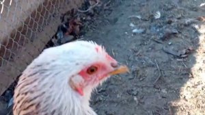 Как же научить курочку молодку нести яйца в гнёзда❓Нахожу яйца по всему курятнику