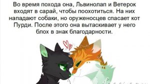 ~История Остролистой Коты Воители~
