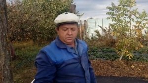 Посадка клубники поздней осенью