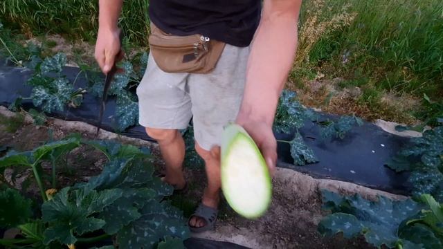 Сбор и обзор кабачка СУПЕР ДОНЯ И ИСКАНДЕР