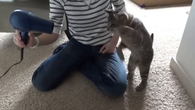 Смешной кот познал фен смотреть онлайн