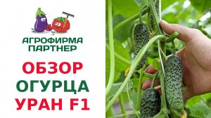 ОБЗОР ПАРТЕНОКАРПИЧЕСКОГО ОГУРЦА УРАН F1