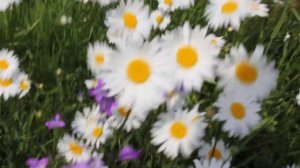 Ромашковое поле, Тверская область