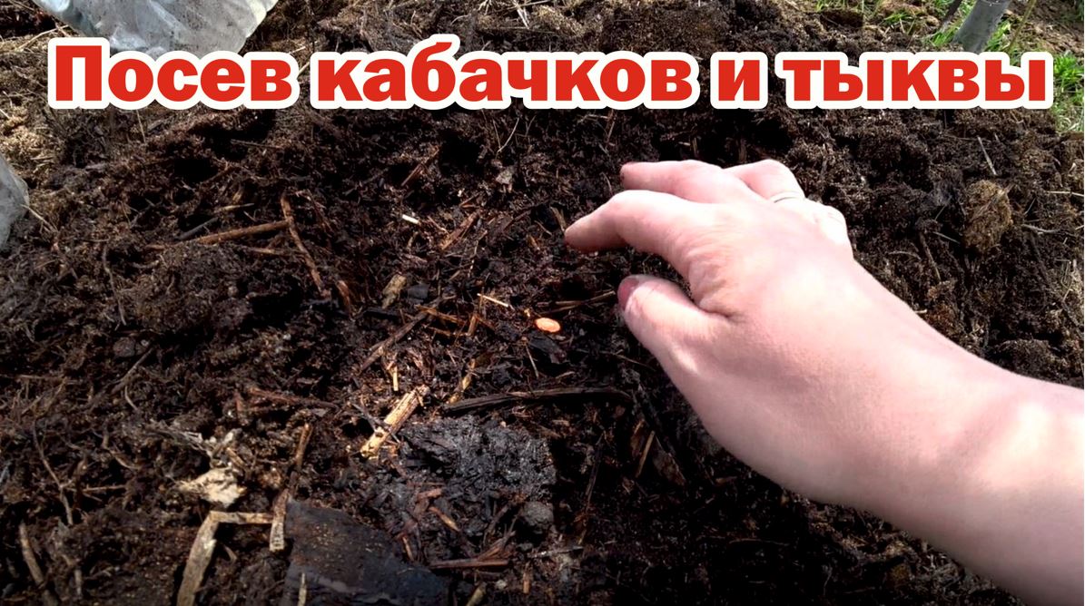 Посев кабачков и тыквы