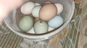 Кормление, сбор яица,♎вес яйца от разных пород кур.