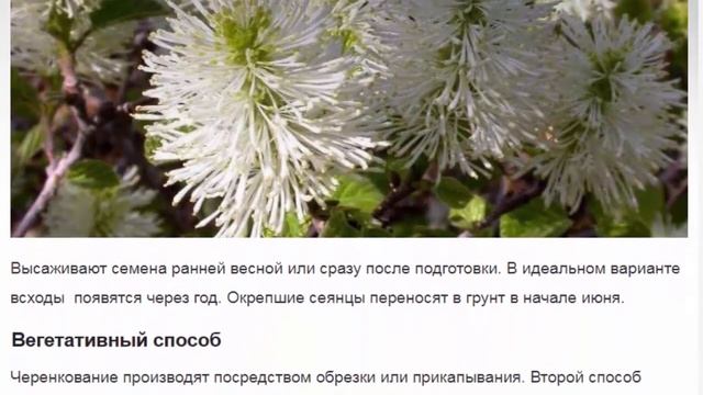 Фотергилла --- американский гость в российских садах смотреть онлайн