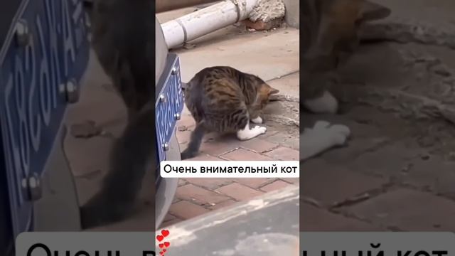 Кот добытчик