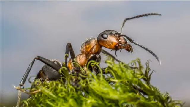 25 интересных фактов о муравьях смотреть онлайн