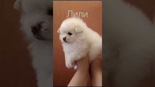 наши девочки шпицули.mp4
