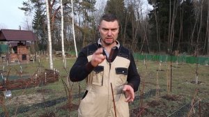 весенний уход за малиной