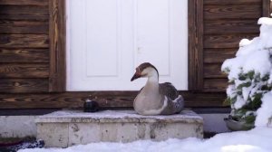 Испекли Деревенский Хлеб в Дровяной Печи