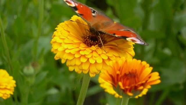 Солнечный цветок смотреть онлайн