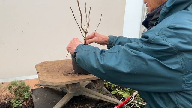 Making Willow Bonsai using Salix Tortuosa смотреть онлайн