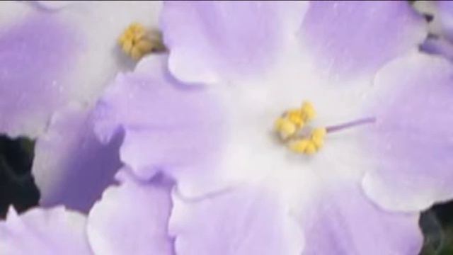 Выставка фиалок Краматорский художественный музей 2018 смотреть онлайн