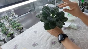 Удобрение для фиалок по листу,ВЗРЫВАТЕЛЬ ЦВЕТЕНИЯ. Эксперимент! Готовлю фиалку к шапочному цветению