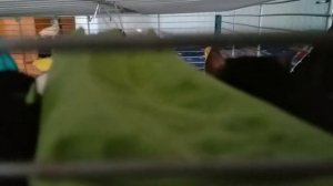 Крысы уплетают листовой салат за обе щеки / Rats eat leaf lettuce