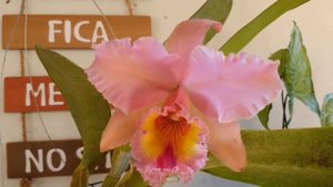 50 -Cattleya George King Serendipity