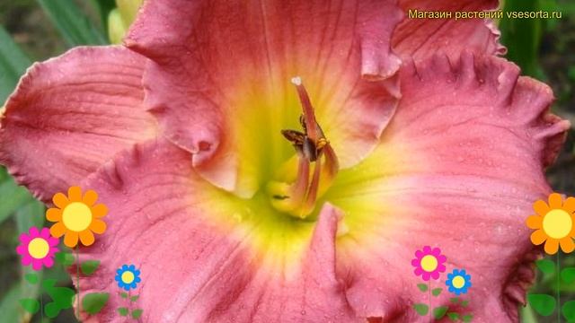 Лилейник гибридный Ченс Инкаунтер. Краткий обзор, описание hemerocallis Chance Encounter смотреть онлайн