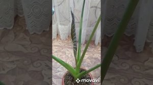 алоказия Регал Шилдс лист за 55 дней #алоказияновыйлист