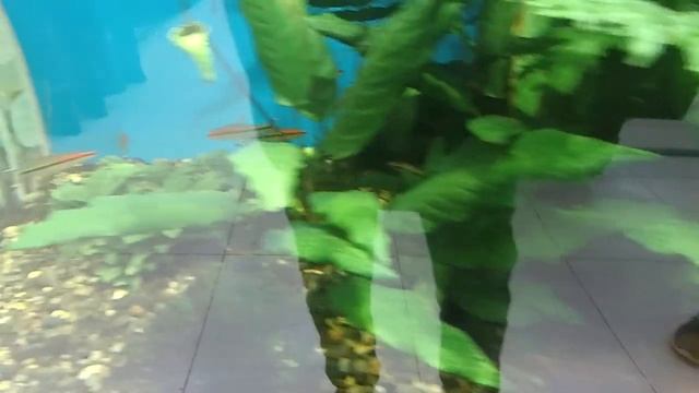 Аквариум 1200 литров смотреть онлайн