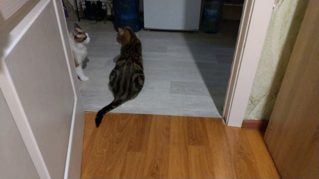 СНОВА ДРАКИ КОТОВ)))/СЭМ ПЕРВЫЙ НАЧАЛ))) смотреть онлайн