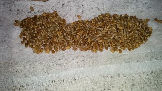 Как проращивать зерна Пшеницы  how to grow wheatgrass