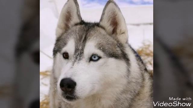 Не путать хаски с волком! смотреть онлайн