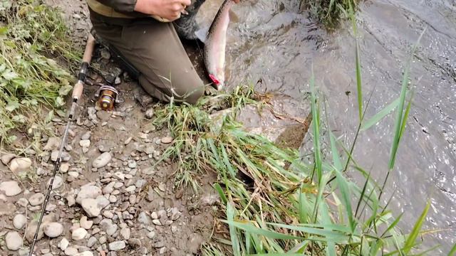 Удачная рыбалка 2024 год. Лосось - горбуша) Остров Сахалин смотреть онлайн