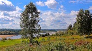 Русские березы - Василий Зинкевич