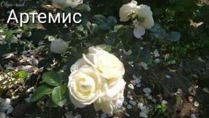 Розы которые долго держат цветок. Тридцать четыре сорта.