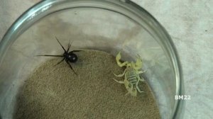 Черная Вдова  ПРОТИВ  Скорпиона #Versus