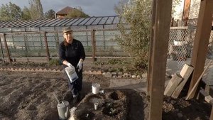 Высадка капусты. Что добавить в лунку?  Как спасти от солнца и бабочек?