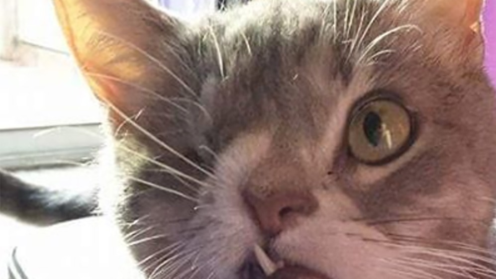 грустная песня про кота слезы катятся сами...