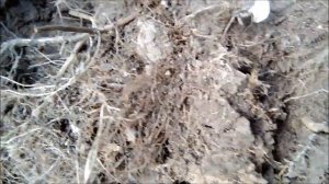 Шурф фундамента. Коп. Поиск монет. Не без находок.