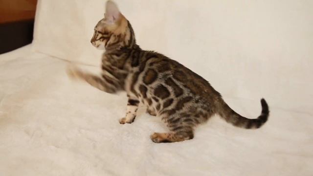 Бенгальский котенок, бенгальская кошечка, 2 месяца, период файзинга