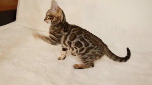 Бенгальский котенок, бенгальская кошечка, 2 месяца, период файзинга